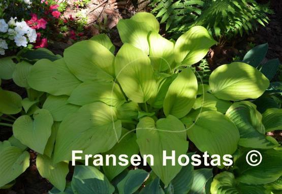 Hosta Gold Haze